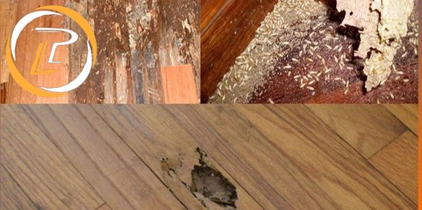 Cách xử lý sàn gỗ khi có vết xước, mối mọt, hở hèm, phồng rộp